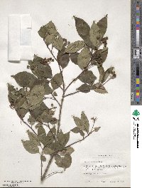 Cornus racemosa image