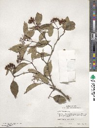 Cornus racemosa image