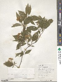 Cornus racemosa image