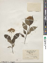 Cornus racemosa image