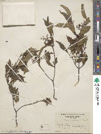 Cornus racemosa image