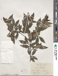 Cornus racemosa image