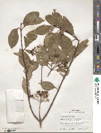 Cornus racemosa image