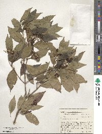 Cornus racemosa image