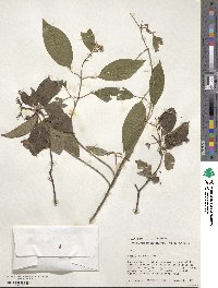Cornus racemosa image