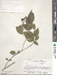 Cornus racemosa image