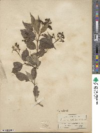 Cornus racemosa image