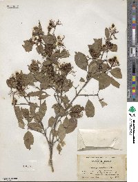 Cornus racemosa image