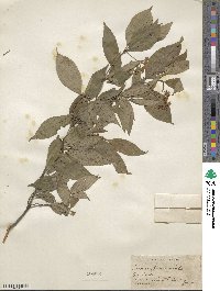 Cornus racemosa image