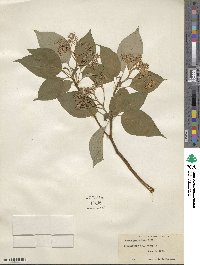 Cornus racemosa image