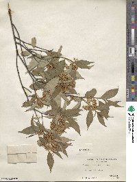 Cornus racemosa image