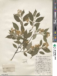Cornus racemosa image