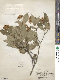 Cornus racemosa image