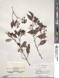 Cornus racemosa image