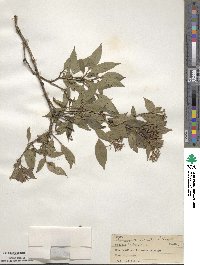 Cornus racemosa image