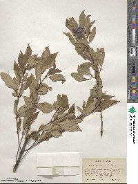 Cornus racemosa image