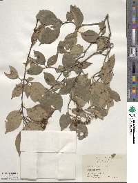 Cornus racemosa image