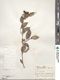 Cornus racemosa image