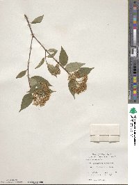 Cornus racemosa image