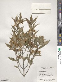 Cornus racemosa image