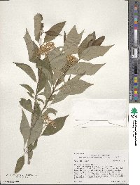 Cornus racemosa image