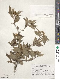 Cornus racemosa image