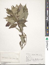 Cornus racemosa image