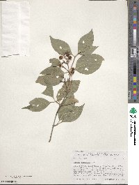 Cornus racemosa image