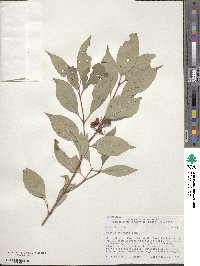 Cornus racemosa image