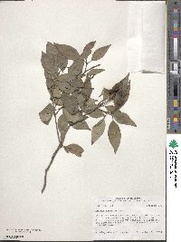 Cornus racemosa image