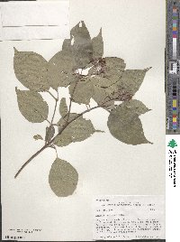 Cornus racemosa image