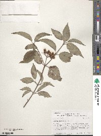 Cornus racemosa image