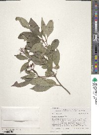 Cornus racemosa image