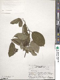 Cornus racemosa image