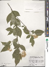 Cornus racemosa image