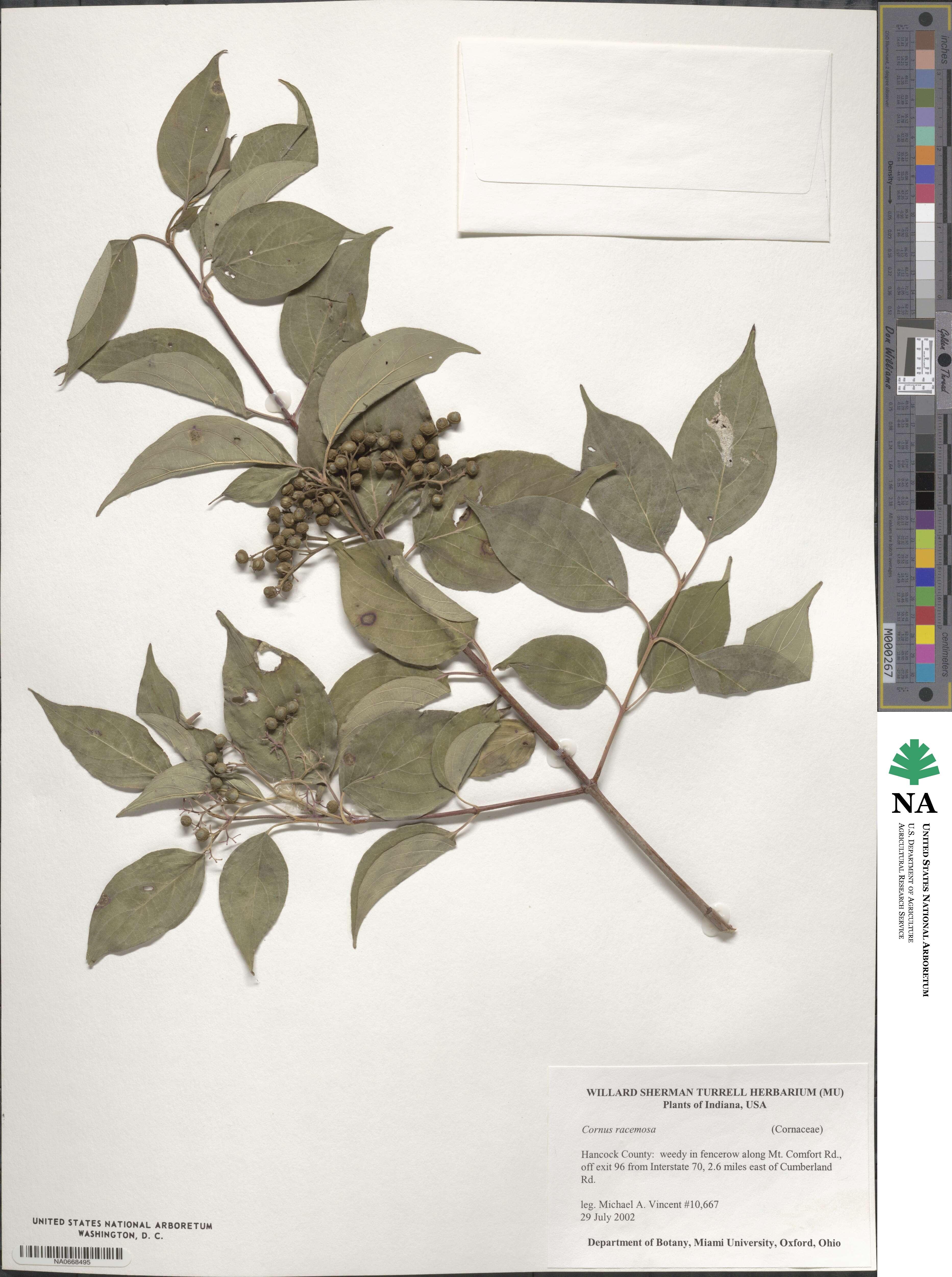 Cornus racemosa image