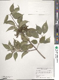 Cornus racemosa image