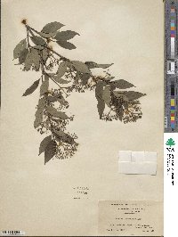 Cornus racemosa image