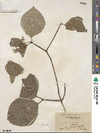 Cornus rugosa image