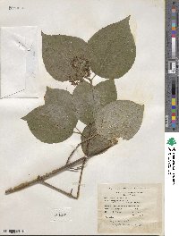 Cornus rugosa image