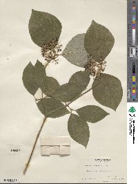 Cornus rugosa image