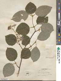 Cornus rugosa image