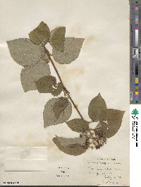 Cornus rugosa image
