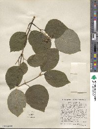 Cornus rugosa image