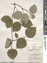 Cornus rugosa image