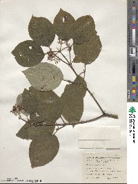 Cornus rugosa image