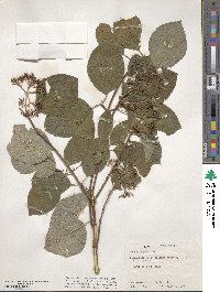 Cornus rugosa image