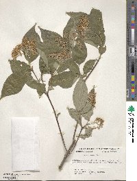 Cornus rugosa image