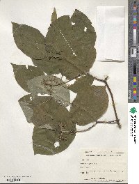 Cornus rugosa image