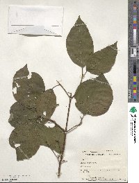 Cornus rugosa image